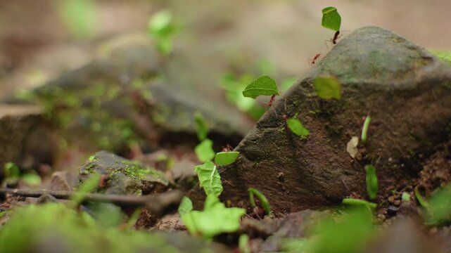 Leafcutter ants carry bright green leaf fragments over mossy brown rocks on the tropical rainforest floor, with shallow depth of field creating a dreamy bokeh effect in the humid jungle setting.