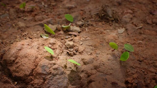 Leafcutter ants carry bright green leaf fragments across textured reddish-brown soil terrain, navigating around small rocks and debris in an organized foraging line through the forest floor.