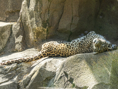 Persian leopard spotted coat detail, big cat portrait