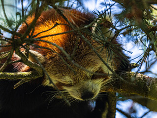 Red panda (Ailurus fulgens) with reddish-brown fur and bushy ringed tail © Ludovic