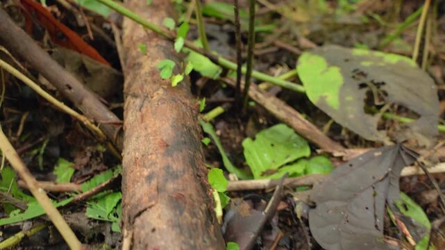 Leafcutter ants transport freshly cut green leaf fragments across a fallen log and forest floor debris. Industrious insects navigate twigs and decaying vegetation in lush tropical jungle environment.