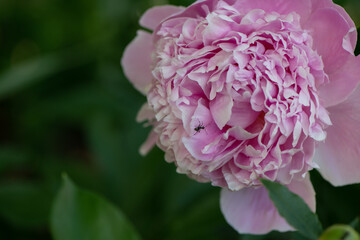 Obraz premium pink peony flower