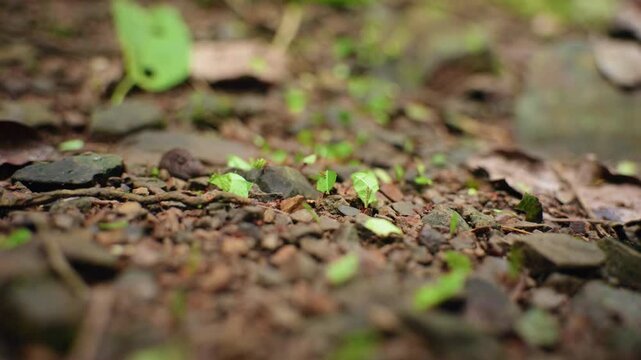 Ants march in organized line carrying bright green leaf pieces across forest ground covered with rocks and debris. Close-up macro shot captures insect colony teamwork and natural foraging behavior.