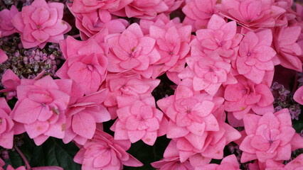 Obraz premium Rainy Season Romance of Ajisai: The Diverse Hydrangeas of Japan's Monsoon, Varieties and Vibrant Colors of June