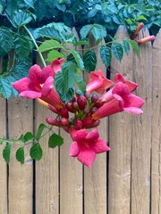 Trumpet vine flowers on wooden background © Juli