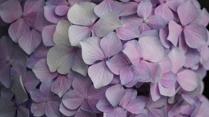 Obraz premium Rainy Season Romance of Ajisai: The Diverse Hydrangeas of Japan's Monsoon, Varieties and Vibrant Colors of June