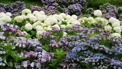 Fototapeta premium Rainy Season Romance of Ajisai: The Diverse Hydrangeas of Japan's Monsoon, Varieties and Vibrant Colors of June