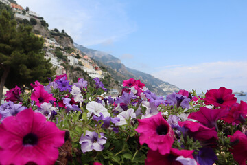 Obraz premium Vibrant petunia flowers on a sunny day on the Amalfi Coast