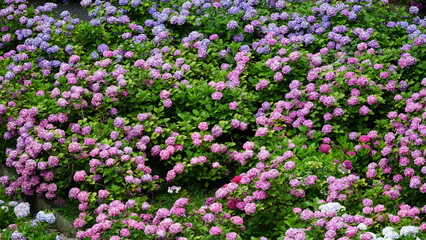 Obraz premium Rainy Season Romance of Ajisai: The Diverse Hydrangeas of Japan's Monsoon, Varieties and Vibrant Colors of June