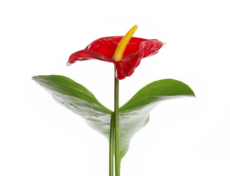Flamingo flower or Anthurium andreanum isolated on white background