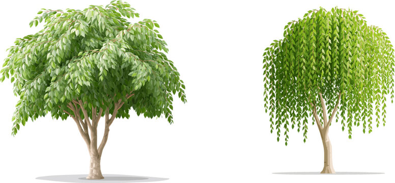 A graceful weeping fig tree with hundreds of tiny pointed geometric leaves cascades from thin branches in a minimalist design, featuring flat 2D vector art with solid colors, clean composition, and