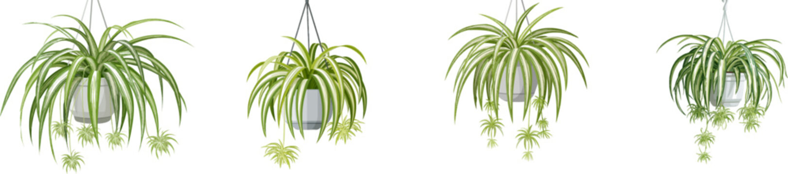 A vibrant spider plant with striped leaves arches gracefully in a minimalist design, suspended from a hanging pot with small plantlets dangling below