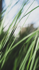 Naklejka premium Close-up of vibrant green grass blades, macro photography with selective focus and soft blur, creating an abstract natural background.