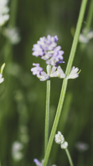 Obraz premium Close-up of delicate purple lavender flowers blooming in a green garden, macro photography with soft selective focus and beautiful bokeh background.