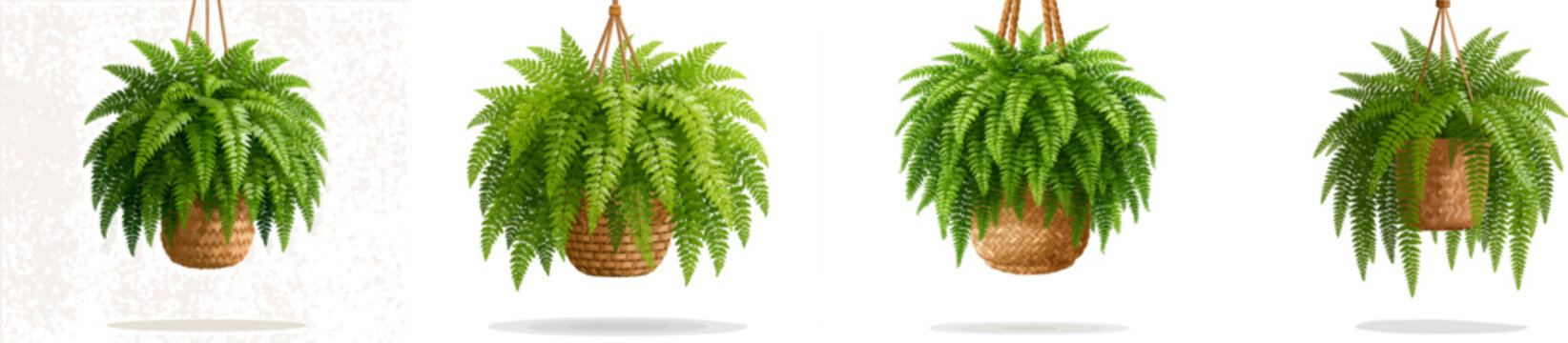 A lush Boston fern hangs gracefully from a woven basket, its feathery fronds creating a dense, verdant display against a minimalist, clean background