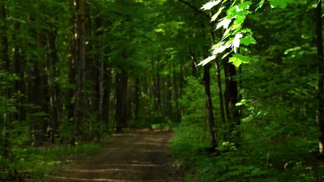 Forest Road with Sunlit Leaves