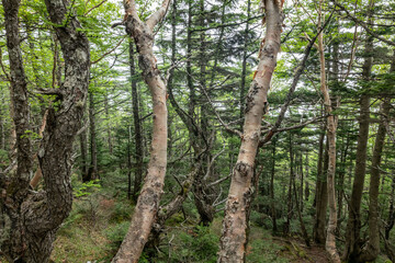 Obraz premium Betula ermanii, Erman's birch, is a species of birch tree belonging to the family Betulaceae. Mount Fuji Fujinomiya 5th Station, Shizuoka Prefecture, Japan. Mt. Fuji Natural Recreation Forest Hiking