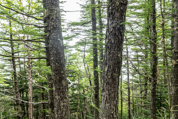 Fototapeta premium Larix kaempferi, Japanese larch or karamatsu. The Pinaceae, or pine family. Mount Fuji Fujinomiya 5th Station, Shizuoka Prefecture, Japan. Mt. Fuji Natural Recreation Forest Hiking Course.