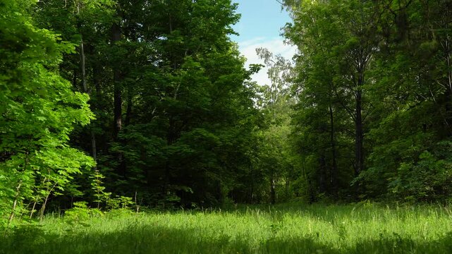 Green Forest Clearing at the Woodland Edge