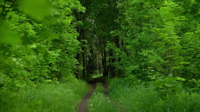 Forest Trail Through Lush Green Foliage