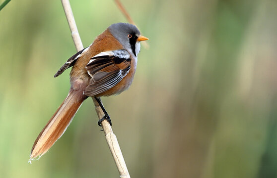 a beautiful bearded reedling in the wild