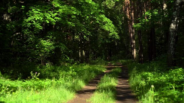 Sunlit Forest Road in Dense Woodland