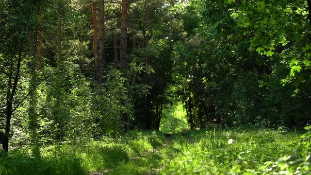 Green Woodland Passage in Summer Forest