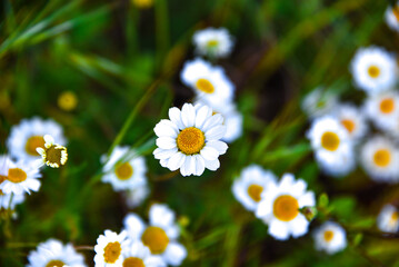 Fototapeta premium Closed up of Chamomile gardenfield a little yellowish white flowers commonly called German chamomile daisy.One of popular herb. Flower of garden or medicinal chamomile (Matricaria recutita). concept