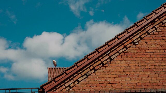 White Stork In Rooftop Nest Raising Head Against Blue Sky