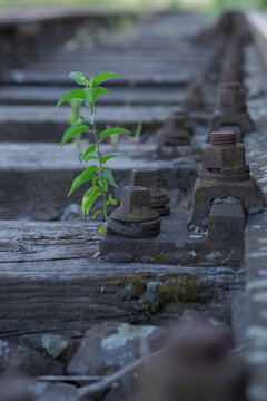 Plant boldly grows on the tracks