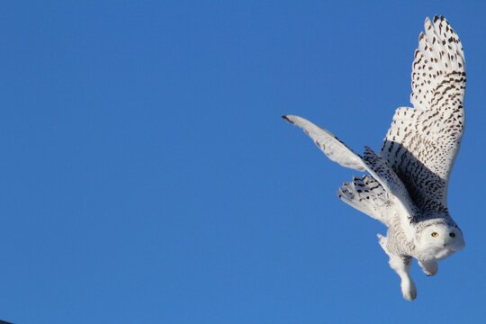 eagle in flight