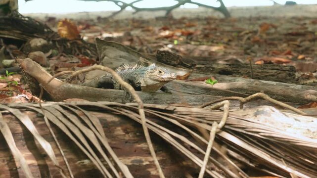 Wild gray iguana with prominent dorsal spines rests alertly on fallen log amid scattered dried palm fronds and brown leaves on tropical forest floor with soft natural daylight filtering through.