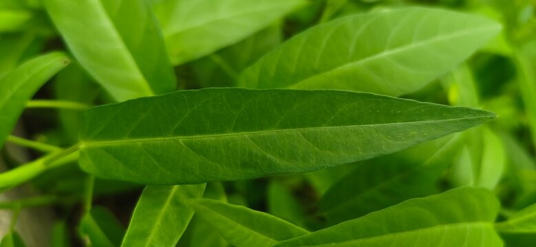 Fresh organic water spinach or Kangkung growing healthy on a raised soil bed. Popular tropical leaf vegetable cultivated in a traditional Indonesian farm.