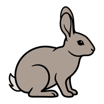 Western Cottontail Rabbit