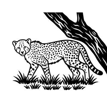 Cheetah Cub Walking