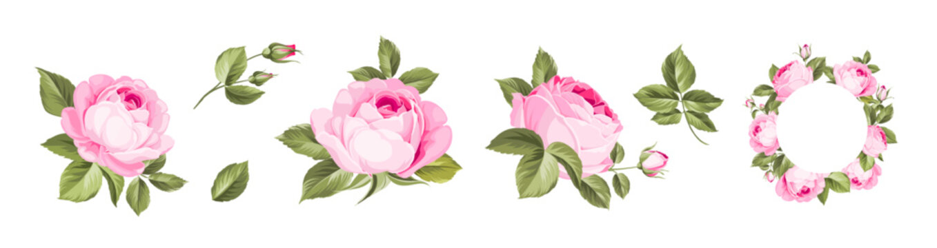 Vintage rose flowers set overwhite background. Wedding flowers bundle