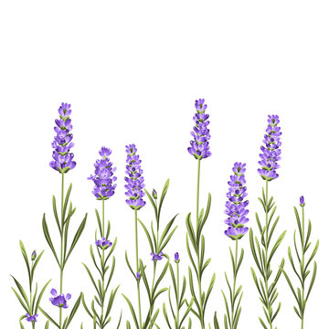 Elegant purple lavender bouquet on white, vector illustration