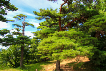 Fototapeta premium 春日山城跡