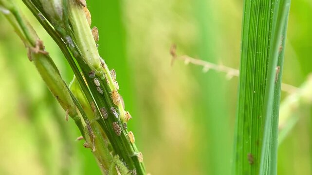 Nilaparvata Lugens Brown Plant Hoppers Pest on Rice Stalk