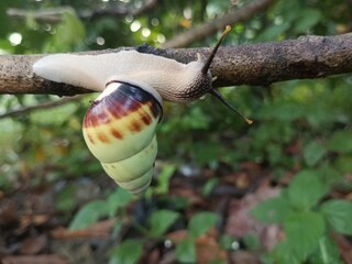 macro fauna tree snail (amphidromus perversus) languishing on a branch, ancient philosophy slowly as long as it is implemented/achieved © Sigit