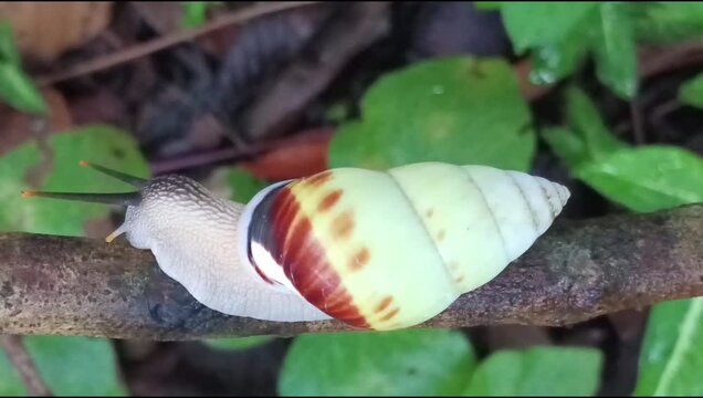 macro fauna tree snail (amphidromus perversus) languishing on a branch, ancient philosophy slowly as long as it is implemented/achieved