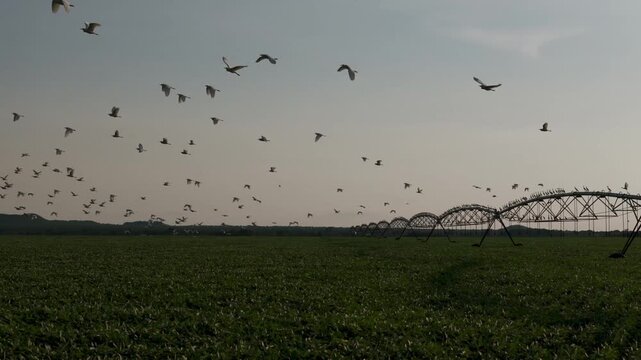 A large flock of birds flies over a lush green agricultural field with a center-pivot irrigation system stretching across the horizon under a soft, overcast sky in a rural landscape