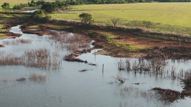 Aerial high-angle view of a vast tropical wetland landscape where a large flock of white herons and egrets gather in the shallow waters and along the muddy banks of a winding river at sunset