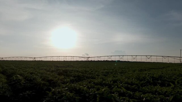 Wide angle view of a lush green agricultural field with a center pivot irrigation system under a bright afternoon sun and hazy sky, showcasing modern farming and crop cultivation