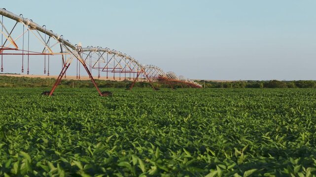Large industrial center pivot irrigation system watering a lush green soybean field under a clear blue sky, showcasing modern agricultural technology and sustainable farming practices in a rural lands