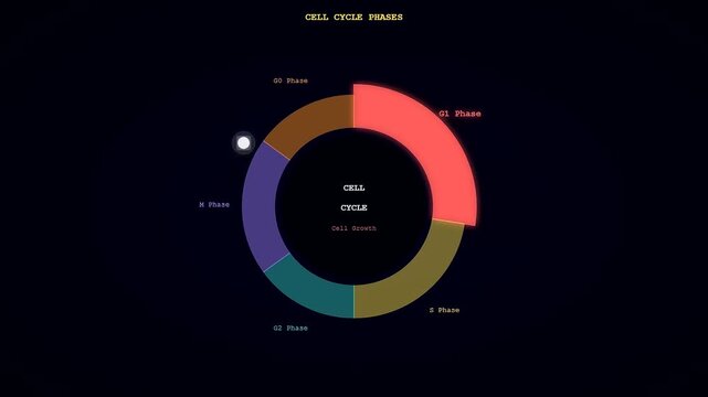 Interactive spatial transcriptomics visualization displays detailed cell cycle phases, animating DNA replication, growth, and division with highlighted key genes for scientific explanation.