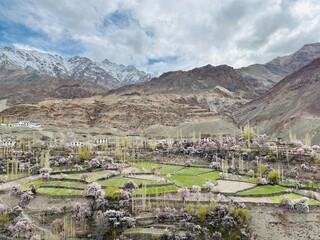 Obraz premium m cherry blossom ladakh
