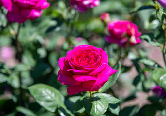 Fototapeta premium Vibrant Magenta Rose in Full Bloom, Garden, Niagara Region