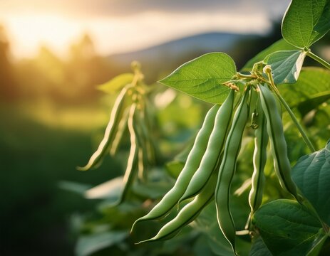 green beans on vine close up photography lush foliage agricultural concept green bean plant green beans agriculture farming