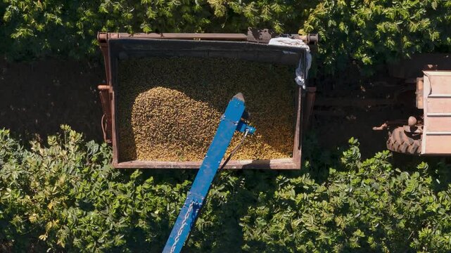 Aerial top view of a tractor pulling a trailer filled with harvested nuts through a lush green orchard during the autumn harvest season, showcasing modern agricultural machinery and farming